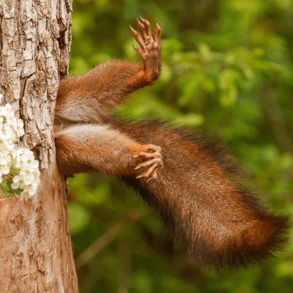 Comedy Wildlife Photography Awards 2024