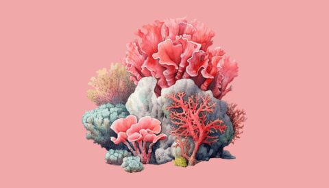 Así podemos salvar los arrecifes de coral