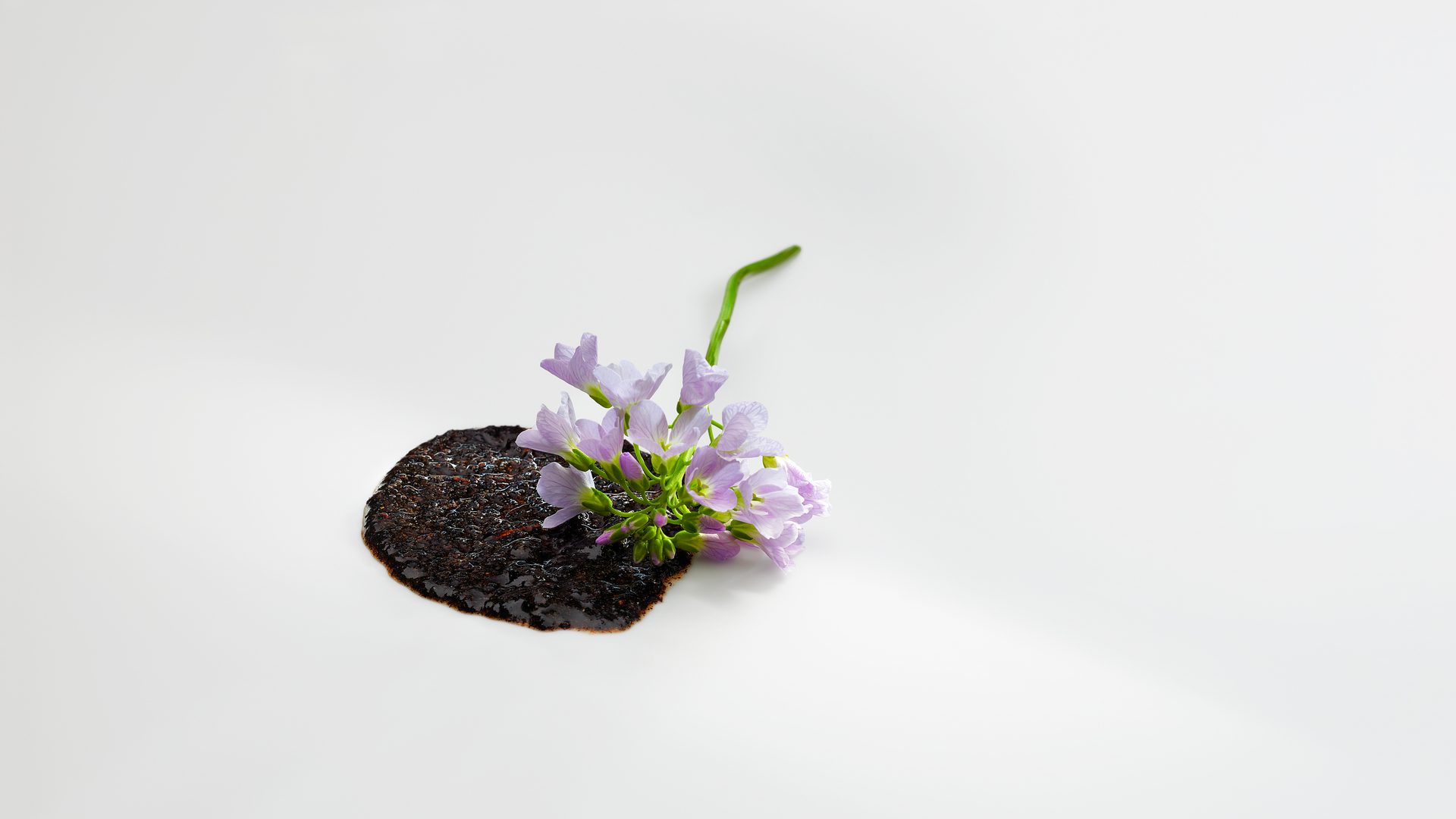 Flor de abeja