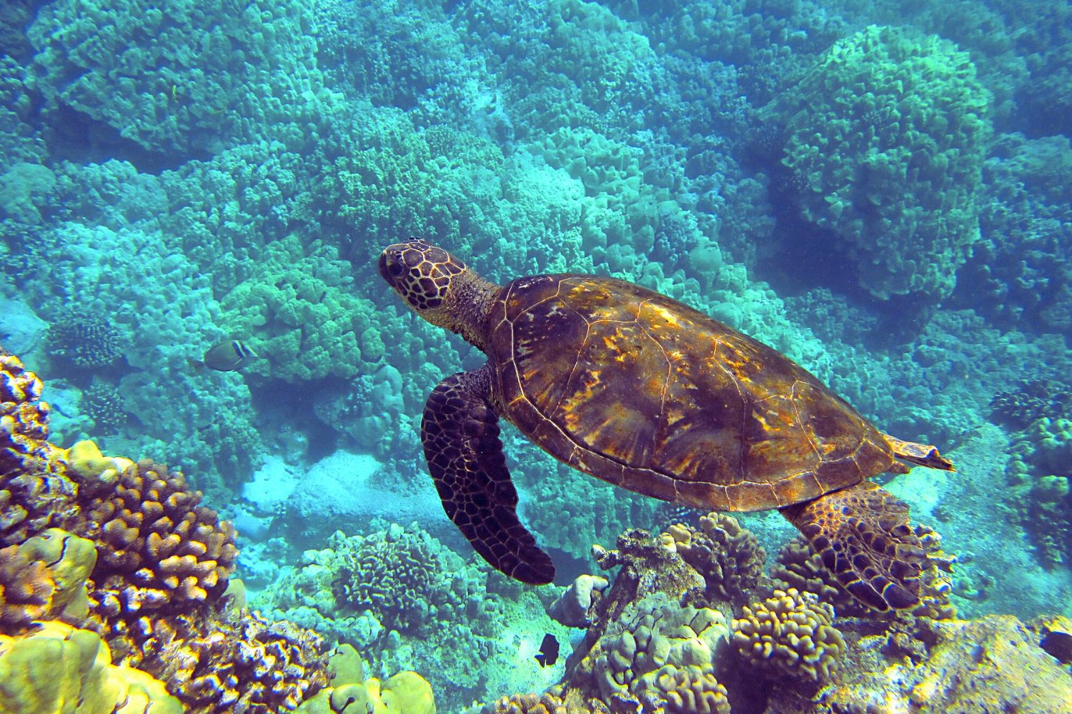 Más del 75% del hábitat de la megafauna marina se solapa con actividades humanas