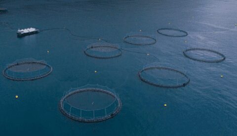 Bienestar animal y acuicultura