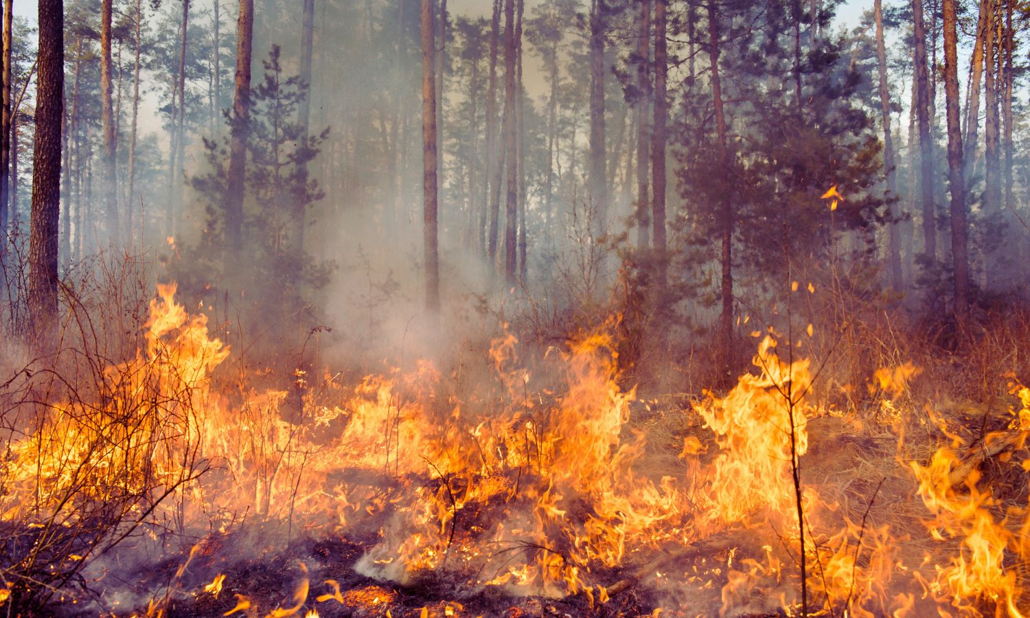 Cuidar el territorio es el mejor escudo frente a los incendios forestales