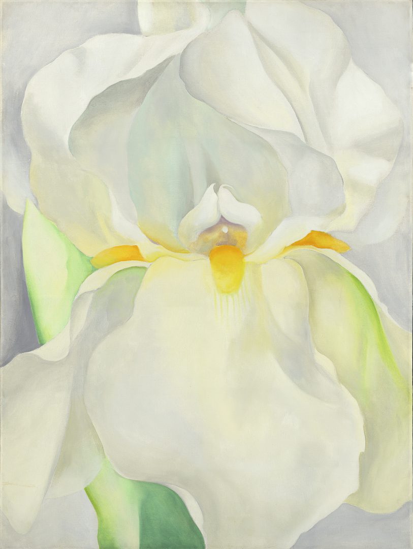 Lirio blanco n.º 7