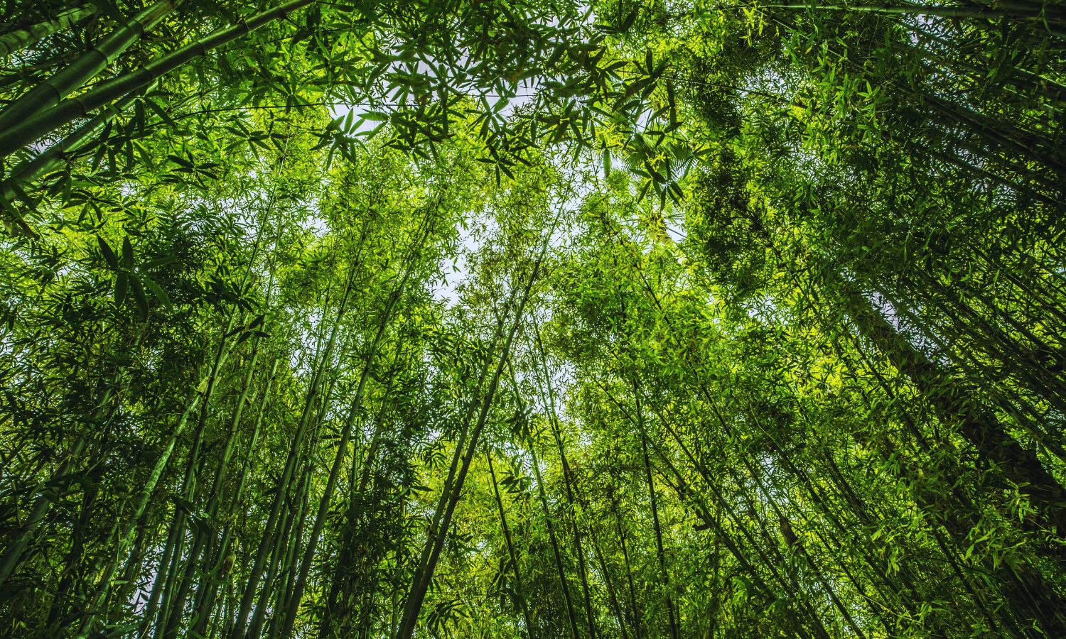 Los bosques europeos están perdiendo la capacidad de absorber carbono