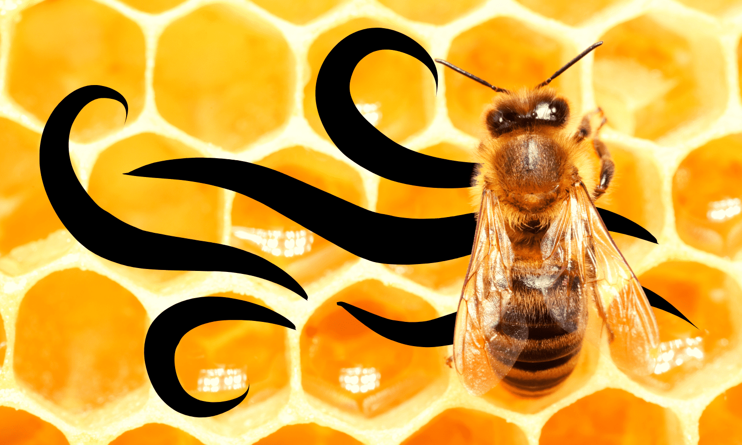Las especies que están salvando los ecosistemas