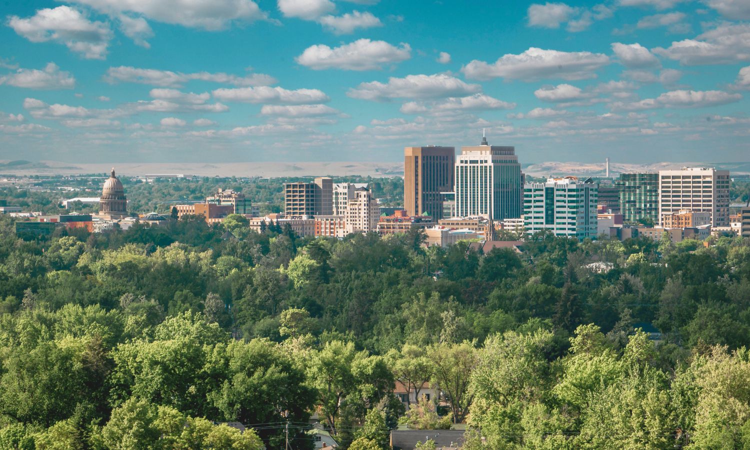 Hemos identificado los árboles que mejor funcionan para refrescar las ciudades
