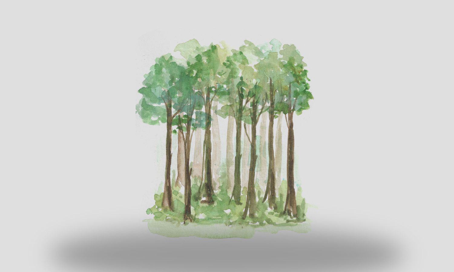 ¿Y si de verdad valoráramos nuestros bosques?