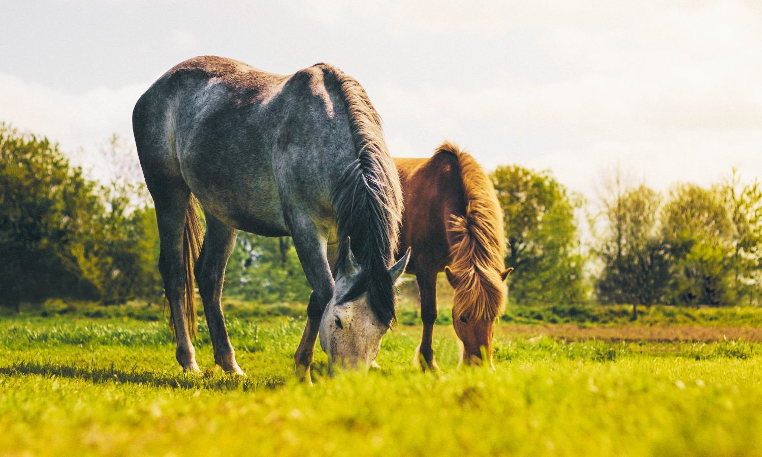 Los caballos, posibles aliados en la prevención de incendios forestales