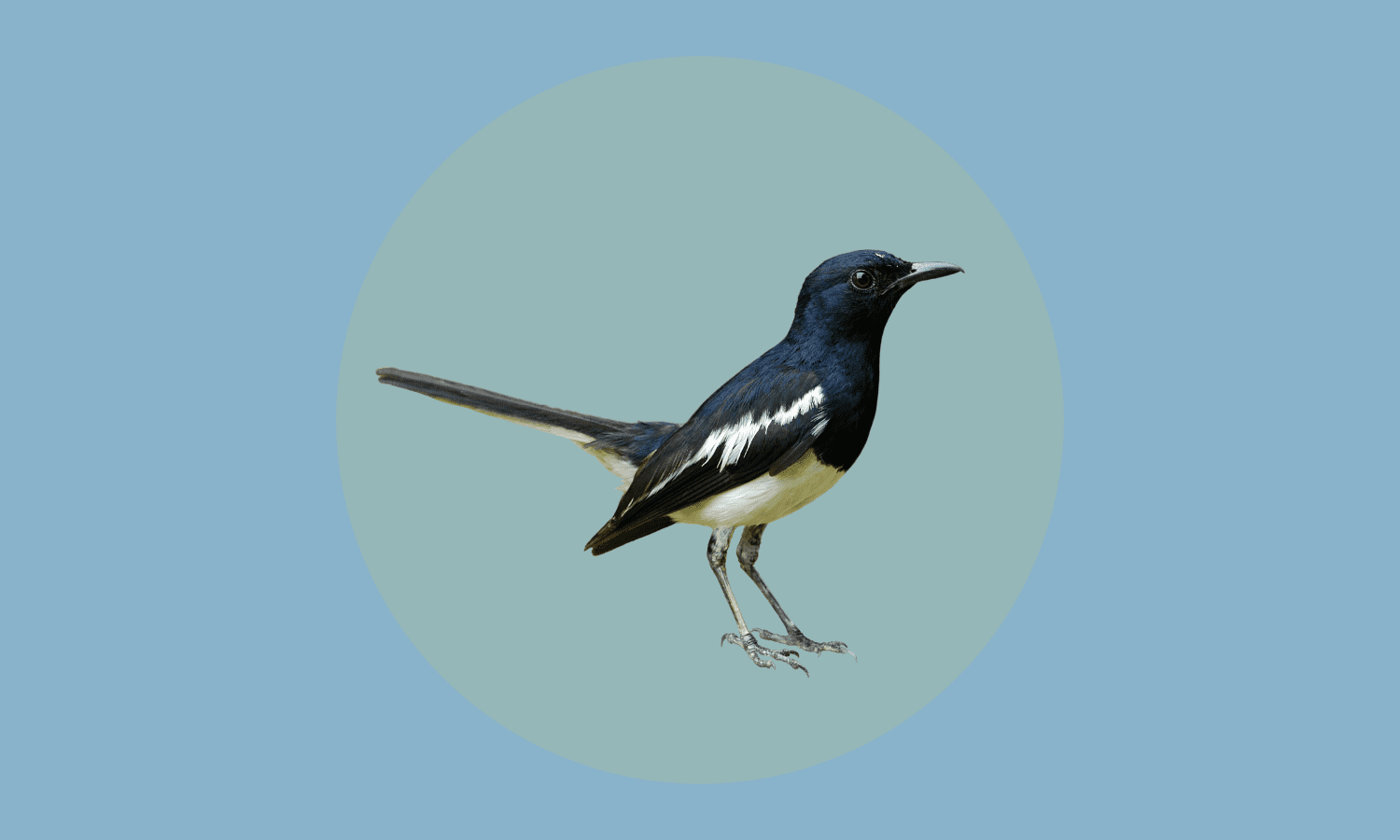 La vida privada de los pájaros