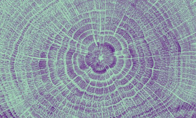 ¿Talar árboles ayuda a conservar el planeta?