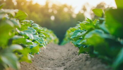 La agricultura ecológica: arma contra los incendios forestales y el cambio climático