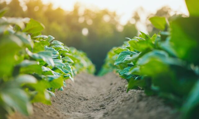 La agricultura ecológica: arma contra los incendios forestales y el cambio climático
