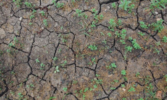 El Antropoceno y la gran orfandad del relato