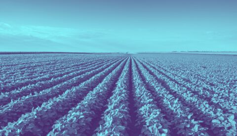 Cómo cosechar más (y mejor) con menos