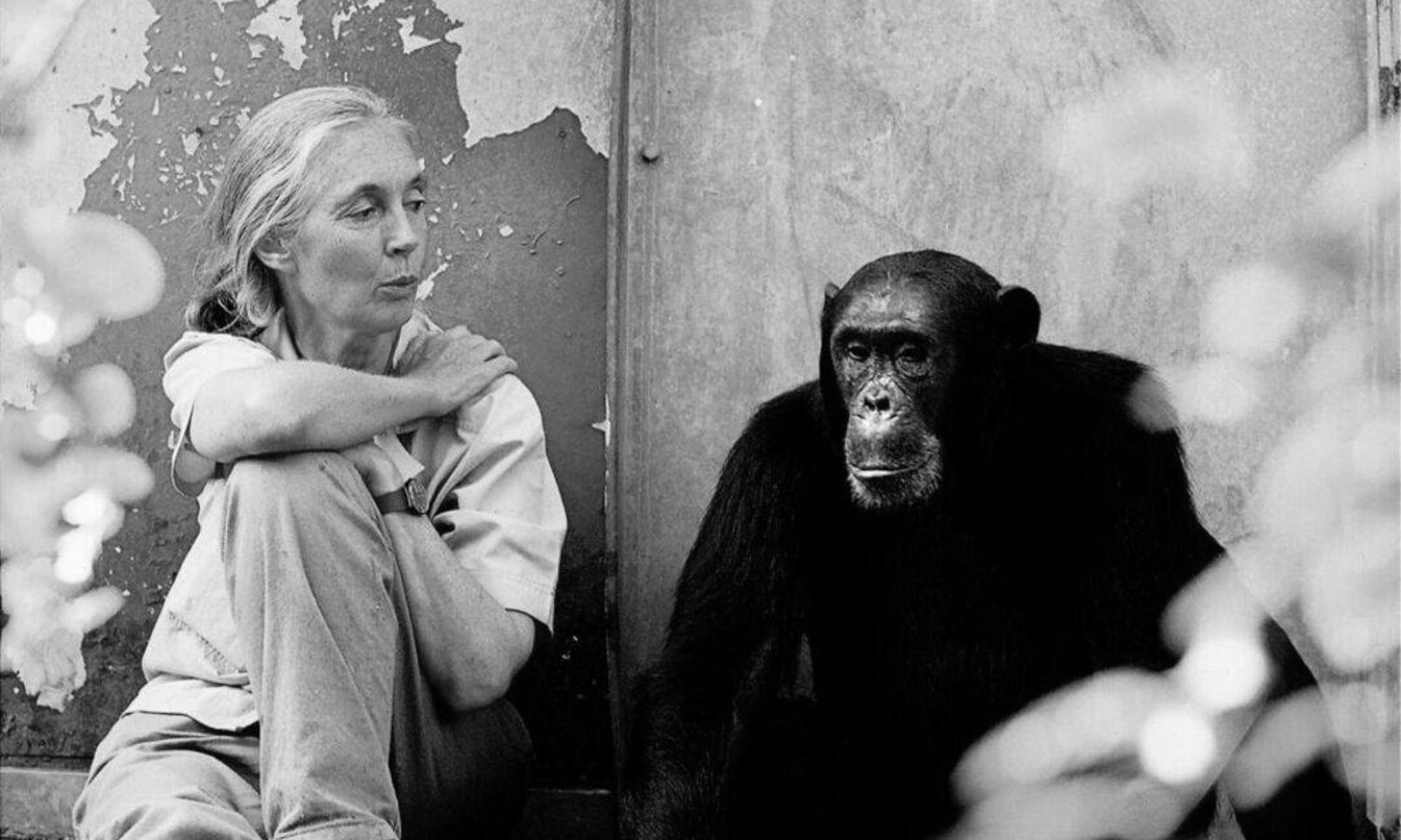 Muere Jane Goodall, pionera en el estudio de los chimpancés y referente mundial en conservación
