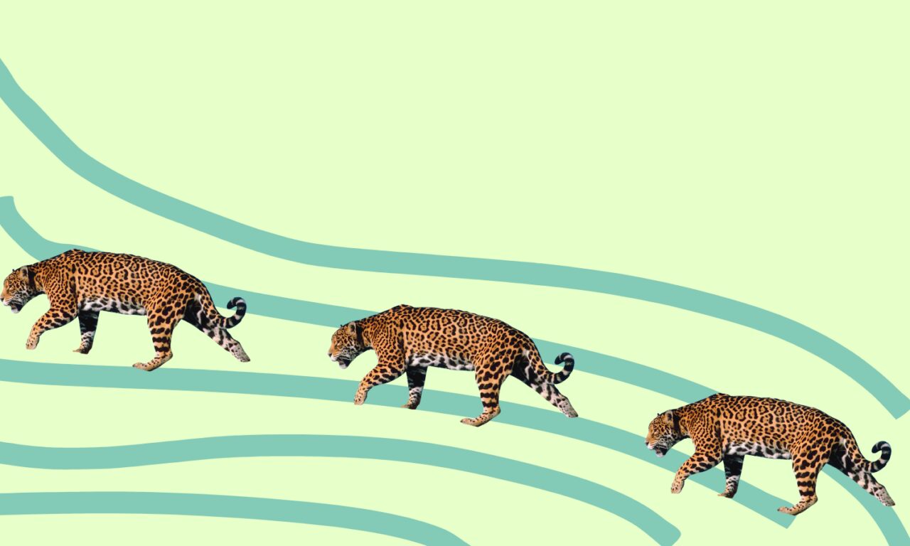 Los caminos que conectan la biodiversidad