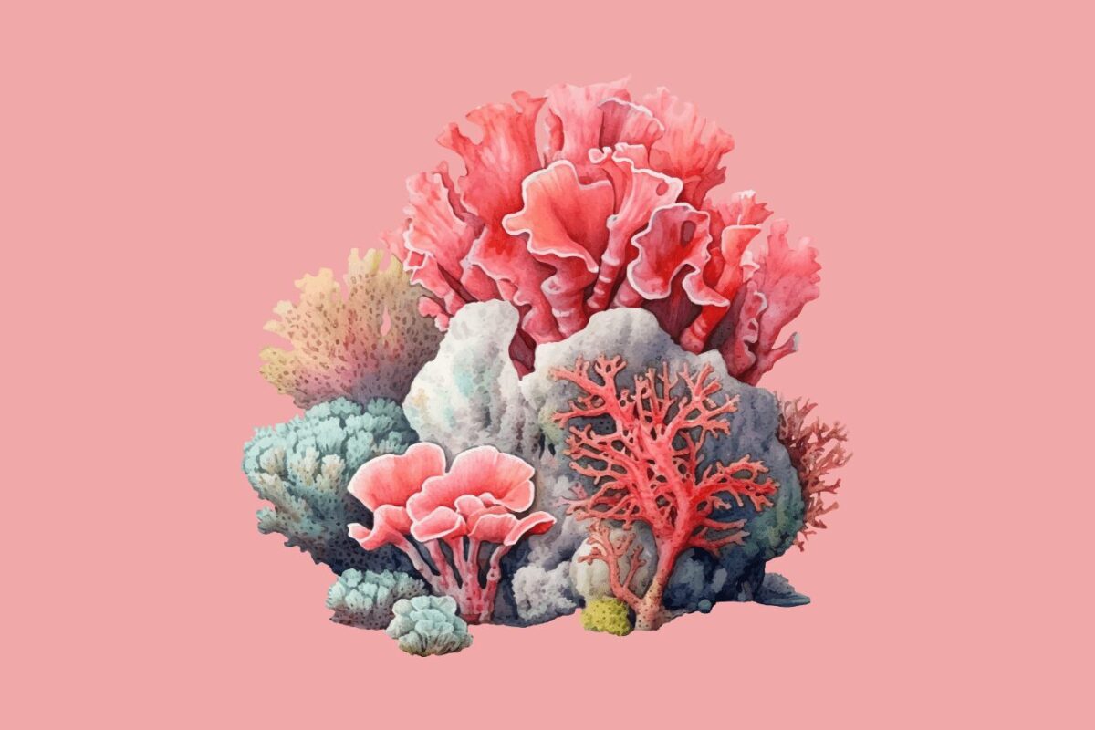 Así podemos salvar los arrecifes de coral