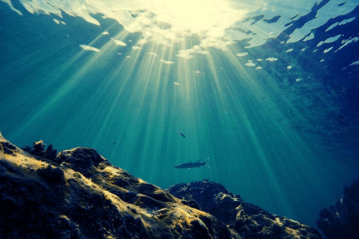 Cuando el océano se vuelve ácido