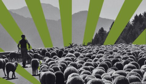 Cómo la trashumancia combate el cambio climático