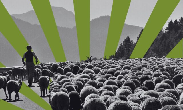 Cómo la trashumancia combate el cambio climático