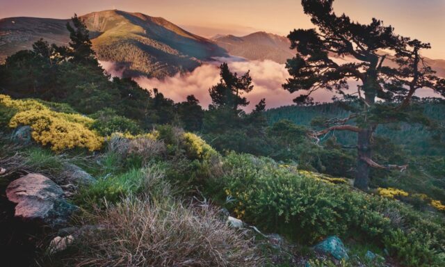 Por qué los actuales bosques españoles son en realidad jardines