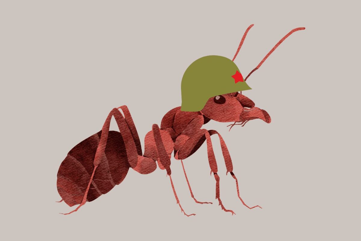 La vida secreta de las hormigas