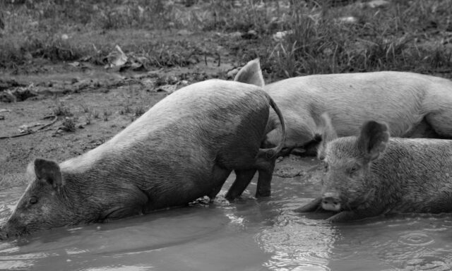 ¿Por qué es tan letal el virus de la peste porcina africana?