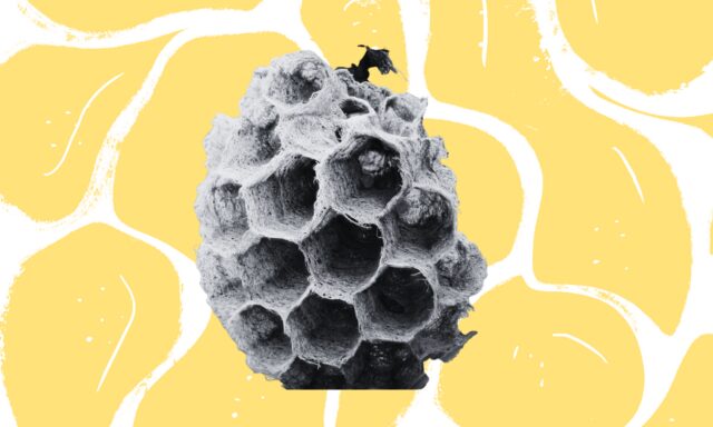 Seis ejemplos de arquitectura animal