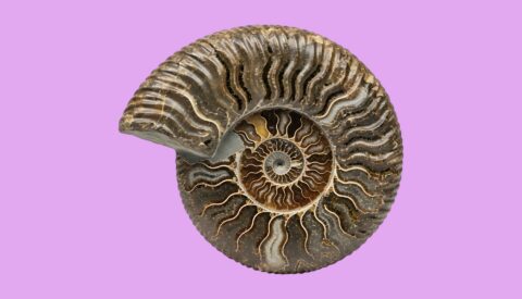 ¿Recuperar especies extintas?