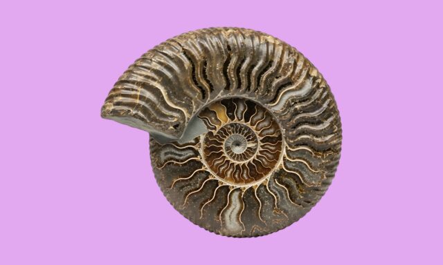 ¿Recuperar especies extintas?