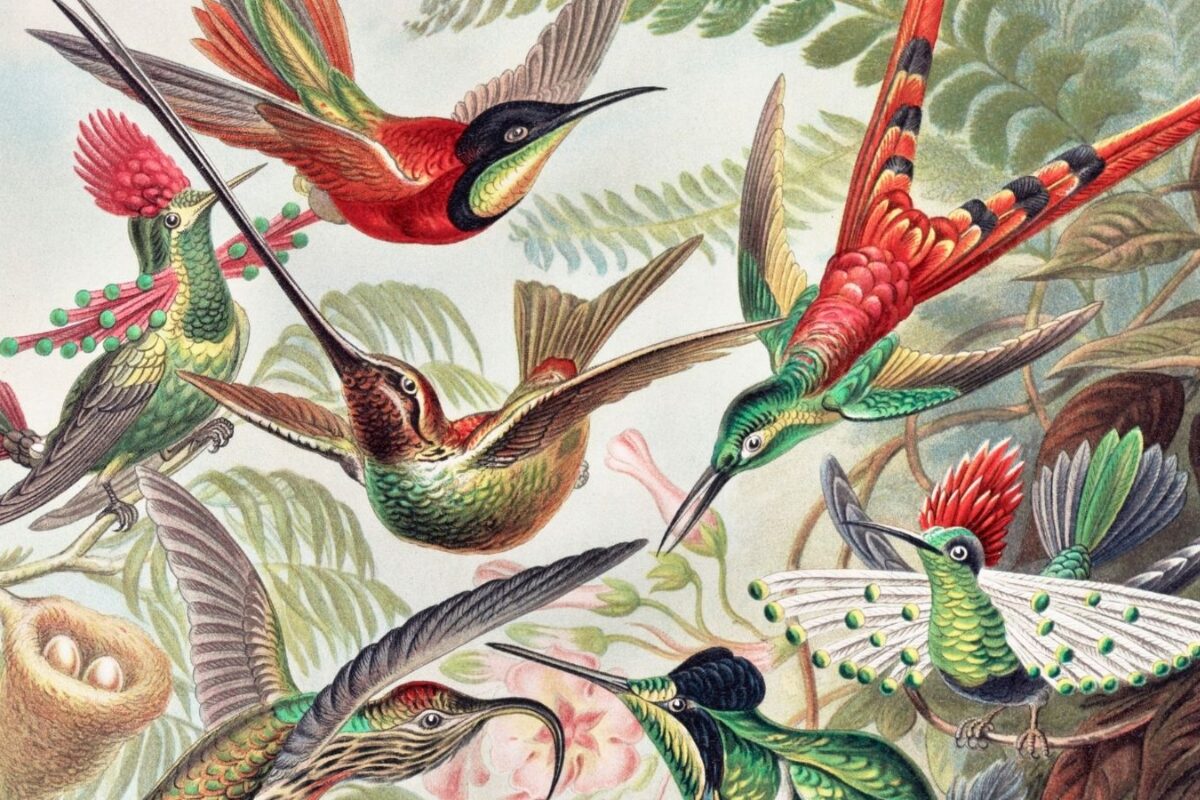 En busca de las especies perdidas