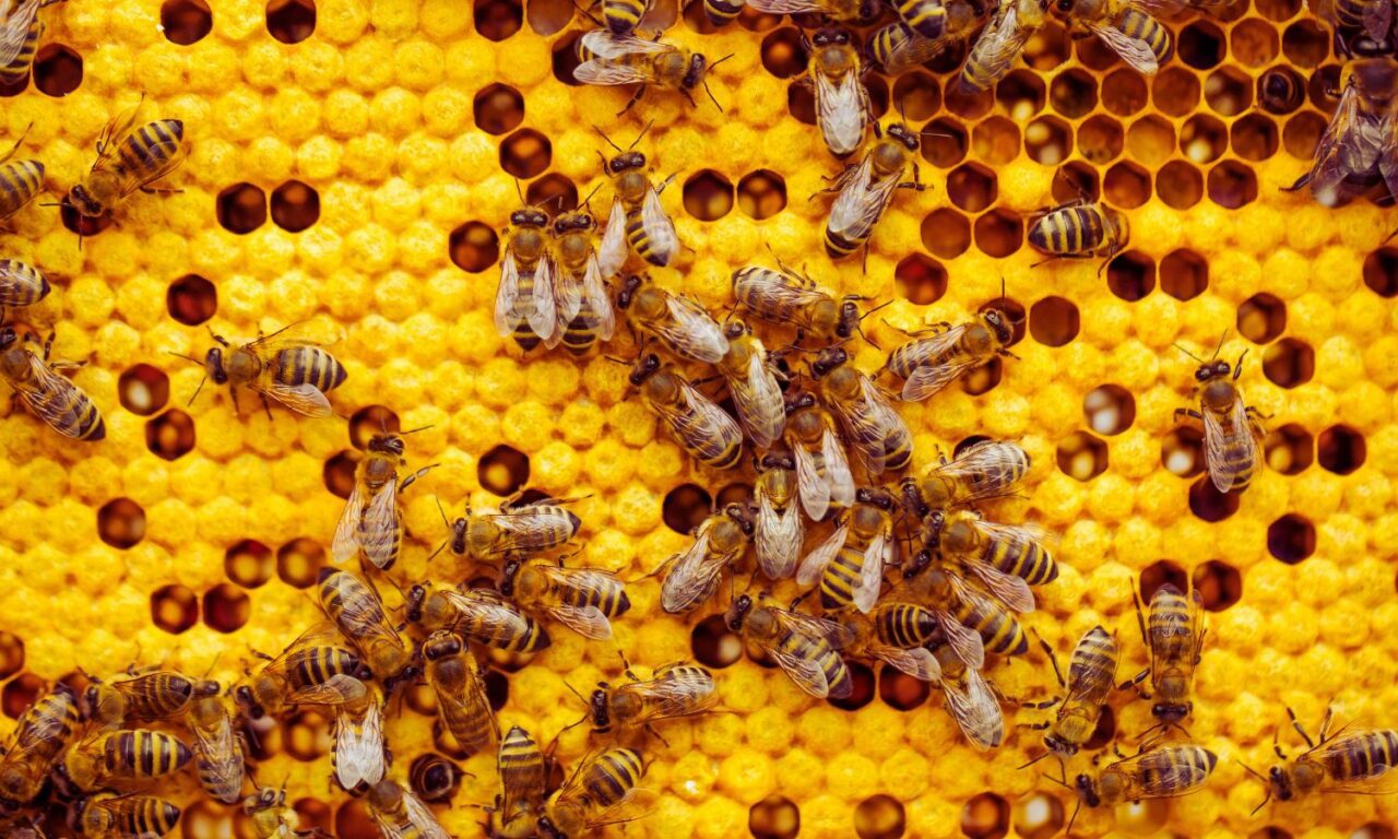 El cerebro de las abejas revela secretos del aprendizaje humano
