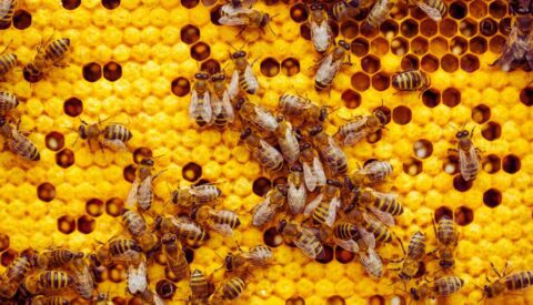 El cerebro de las abejas revela secretos del aprendizaje humano