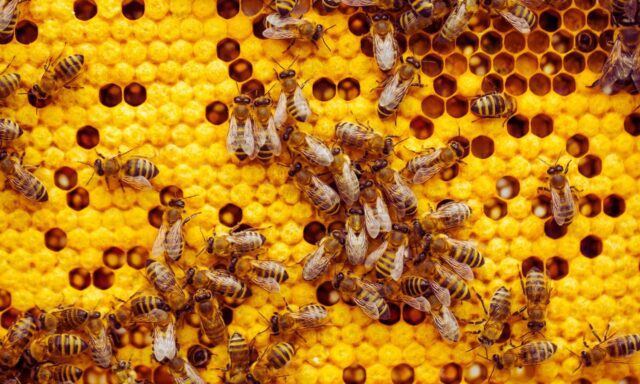 El cerebro de las abejas revela secretos del aprendizaje humano