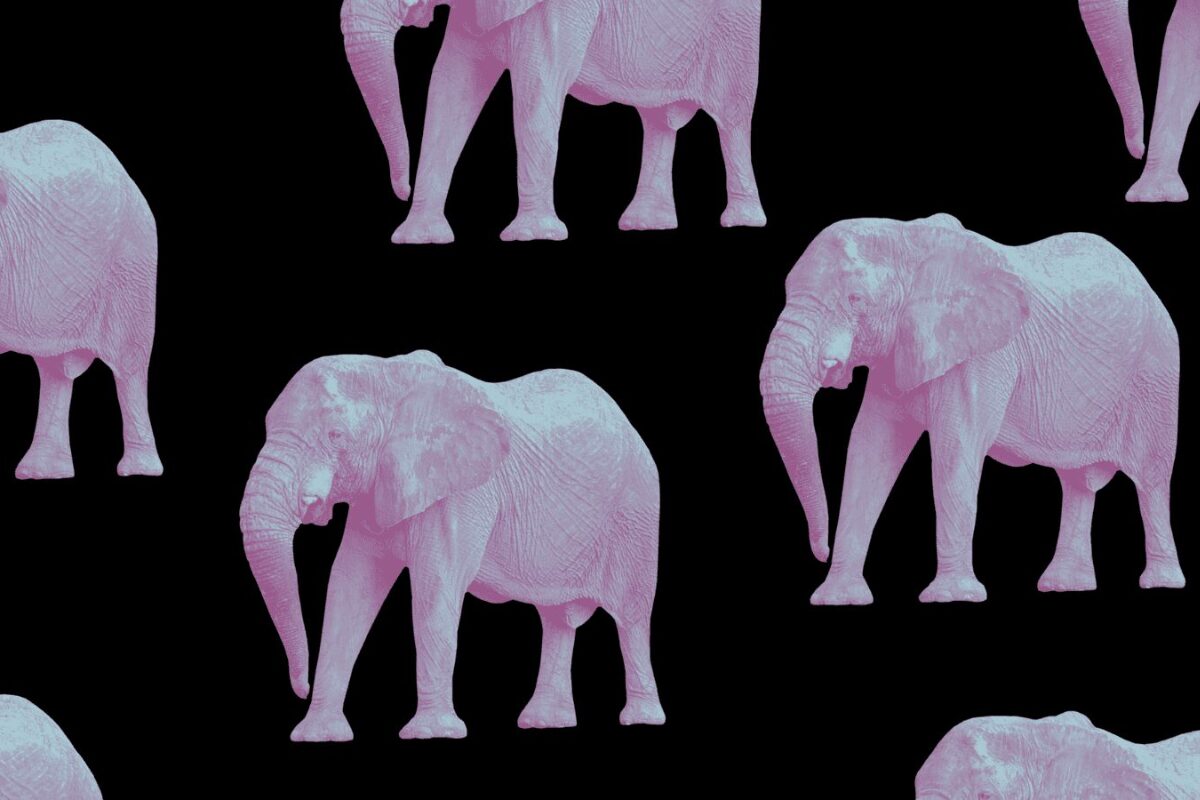 La vida secreta de los elefantes