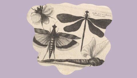 Existen muchas más especies de las que crees conocer