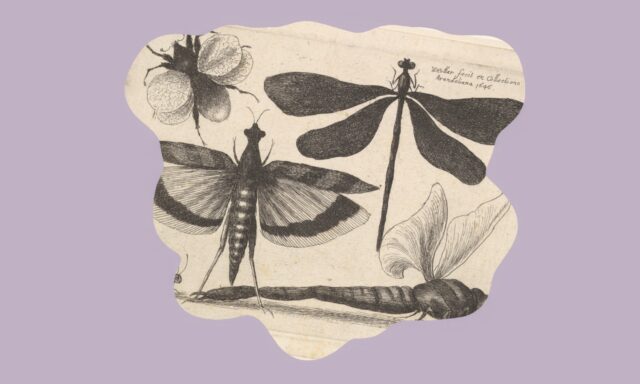 Existen muchas más especies de las que crees conocer