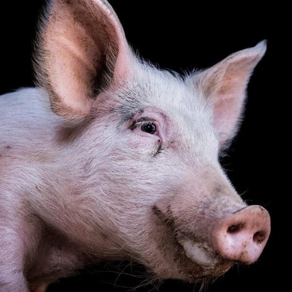 The animals, de Estela de Castro