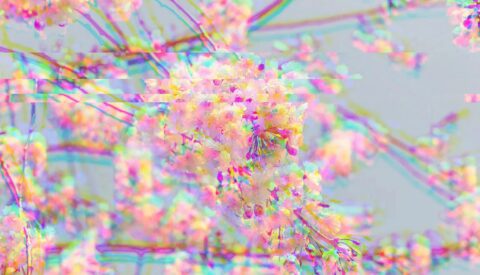 La gratitud hacia la vida