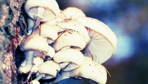 Edificios a base de hongos