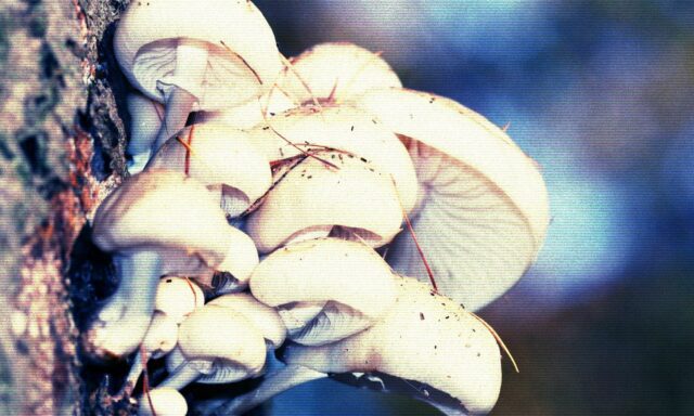 Edificios a base de hongos