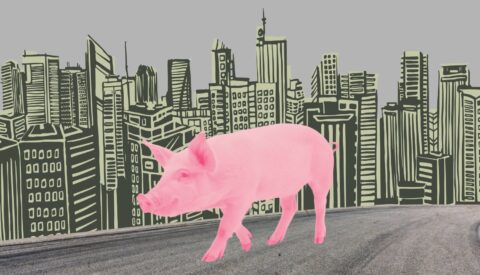 ¿Rascacielos para cerdos?