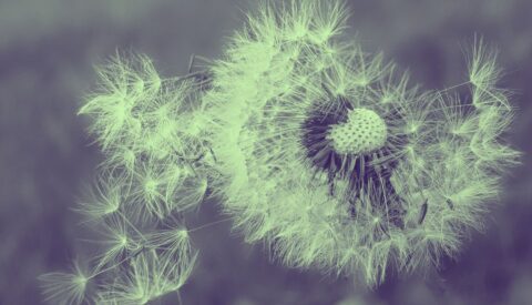 Se prevé una primavera dura para los alérgicos