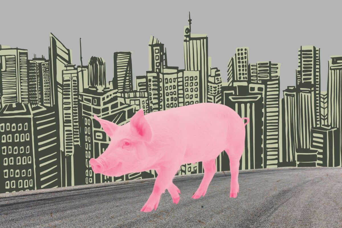 ¿Rascacielos para cerdos?