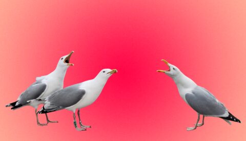 La indignación selectiva