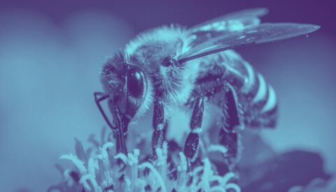 El colapso silencioso de los polinizadores