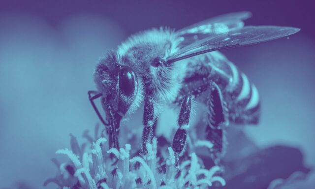 El colapso silencioso de los polinizadores