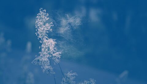 ¿Por qué cada vez tenemos más alergias?