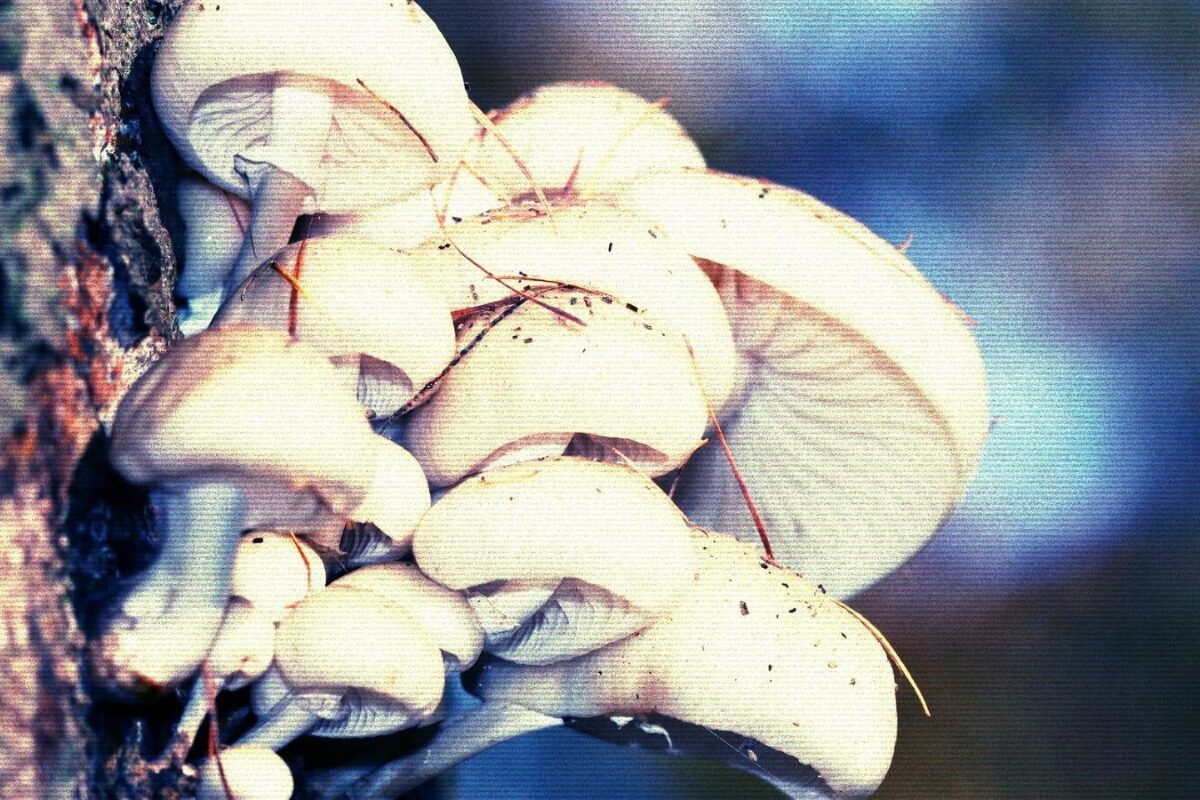 Edificios a base de hongos