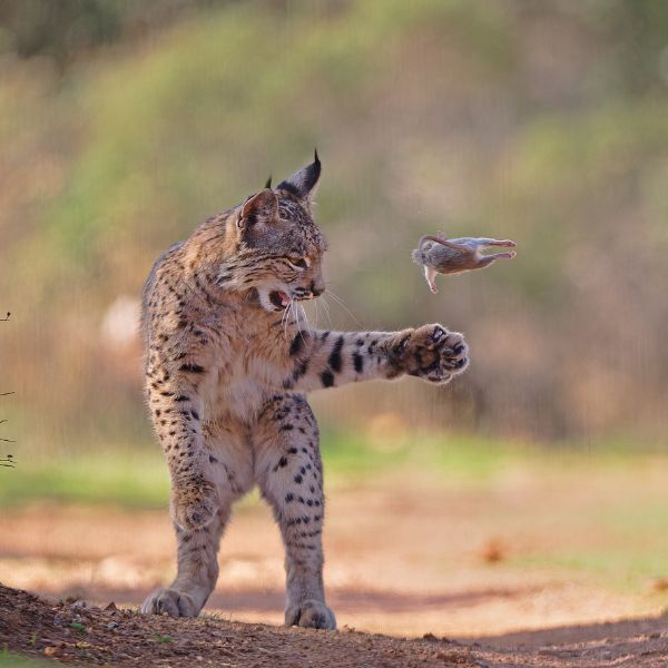 Wildlife Photographer of the Year 2026